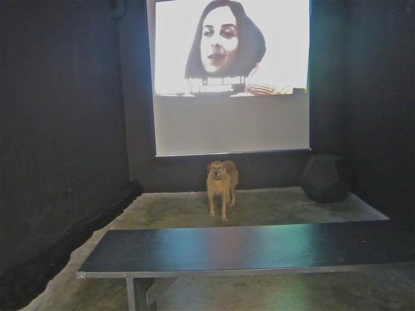 Dexter's Performance