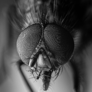 Insecta Reptilia feat. KasjaNoova & Jonas Qvale